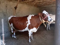 गाय, Simmental cattle — फ़ोटो 2