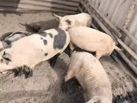 Säue, Schweine — Foto 1