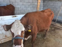 Cow, Latvian Blue cattle — photo 1