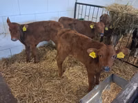 Bulle, Simmental cattle — Foto 5