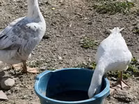 Geese — Foto 2