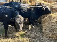 Букачар, Швиц породу — сүрөт 2