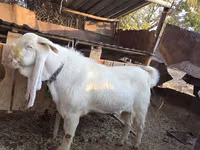 Ziegenbock, Gulabi goats — Foto 6