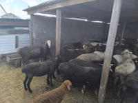 Sheep, Sheep — photo 1