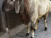 Qoʻchqor, Rhon sheep — 3-rasm