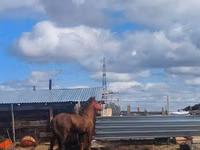 Hengst, Kazakh horse — Foto 2
