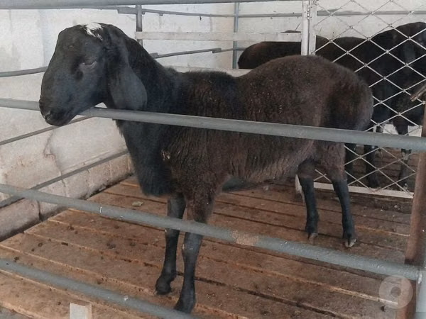 Ram, Sheep