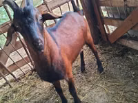 Ziegenbock, Nubian Goat — Foto 1