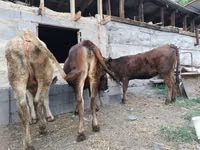 Buqa, Qoramol — 4-rasm