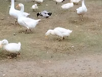 Geese — 2-rasm