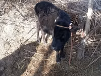 Cow, Cattle — photo 1