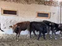 Букачар, Швиц породу — сүрөт 7