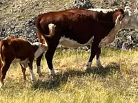 गाय, कजाख़स्तानी सफेद सिर वाली गाय — फ़ोटो 3