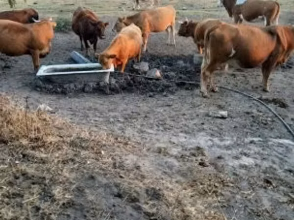 Sigir, Simmental cattle