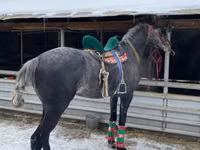 Hengst, Kazakh horse — Foto 4