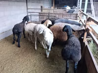 Schaf, Rhon sheep — Foto 3