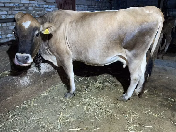 Kuh, Simmental cattle