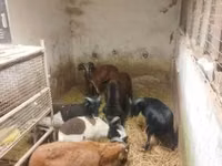 نعجة, Cameroon sheep — الصورة 4
