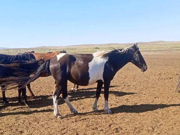 Stute, Pinto horses