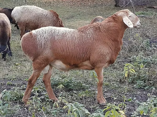 كبش, الأغنام — أوزبكستان