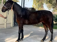 Toychoq, French Trotter — 5-rasm