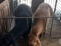 Widder, Rhon sheep — Foto 7