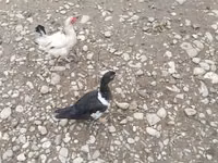 Ducks — foto 5