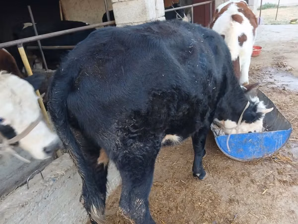 गाय, मवेशी — कज़ाखस्तान