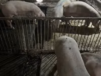 Eber, Schweine — Foto 2