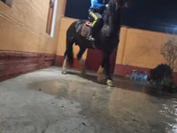 Hengst, Russian warmblood — Foto 5