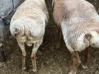 Widder, Arashan sheep — Foto 7