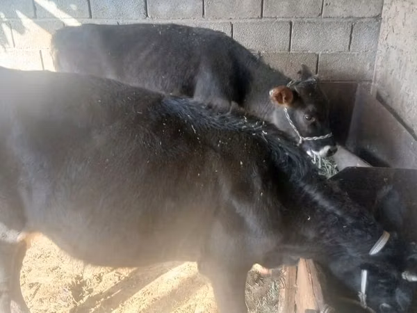 بقرة, Russian Black pied cattle
