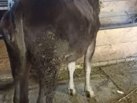 母牛, Swiss cattle — 照片 4