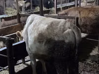 母牛, Simmental cattle — 照片 3