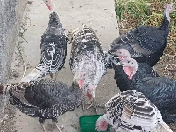 Turkeys — Kirgisistan