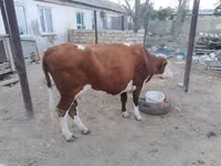 Cow, Latvian Blue cattle — photo 3