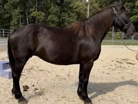 Yegua, Percheron — foto 2