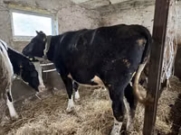 بقرة, Russian Black pied cattle — الصورة 1