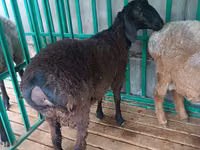 Ovejas (lote, sexo no especificado), Ovejas — foto 2