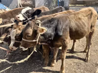 公牛, Swiss cattle — 照片 4