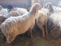 نعجة, Arashan sheep — الصورة 2