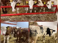 Rinder (Partie, Geschlecht nicht angegeben), Simmental cattle — Foto 2