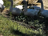 Geese — Foto 4