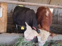 Toro, Simmental cattle — foto 6
