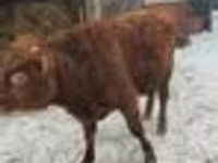 公牛, Cattle — 照片 2