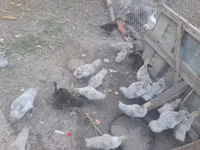Ducks — 2-сурет