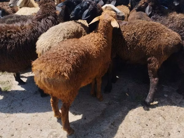 كبش, الأغنام — كازاخستان