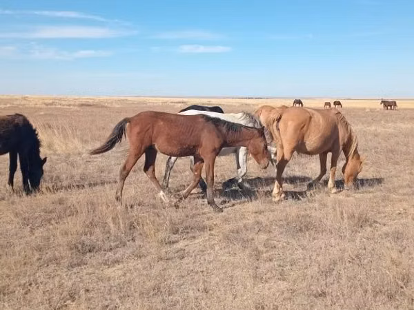 Ат, Аттар — Казакстан