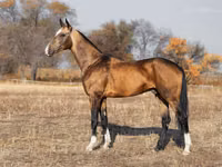 Aygʻir, Akhal-Teke — 5-rasm