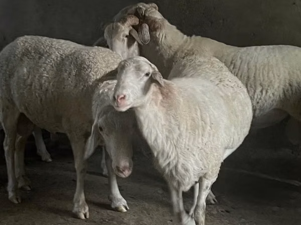 Carnero, Assaf sheep